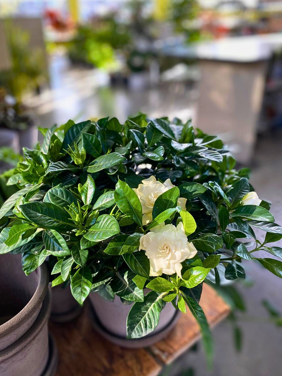 8 Fragrant Indoor Houseplants That&rsquo;ll Make Your House Smell Lovely