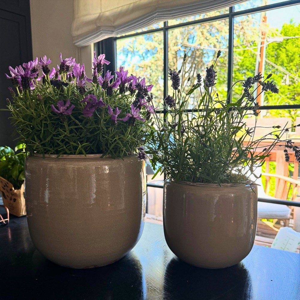 The Most Popular Fragrant Indoor Plants (Houseplants) for Your Home.