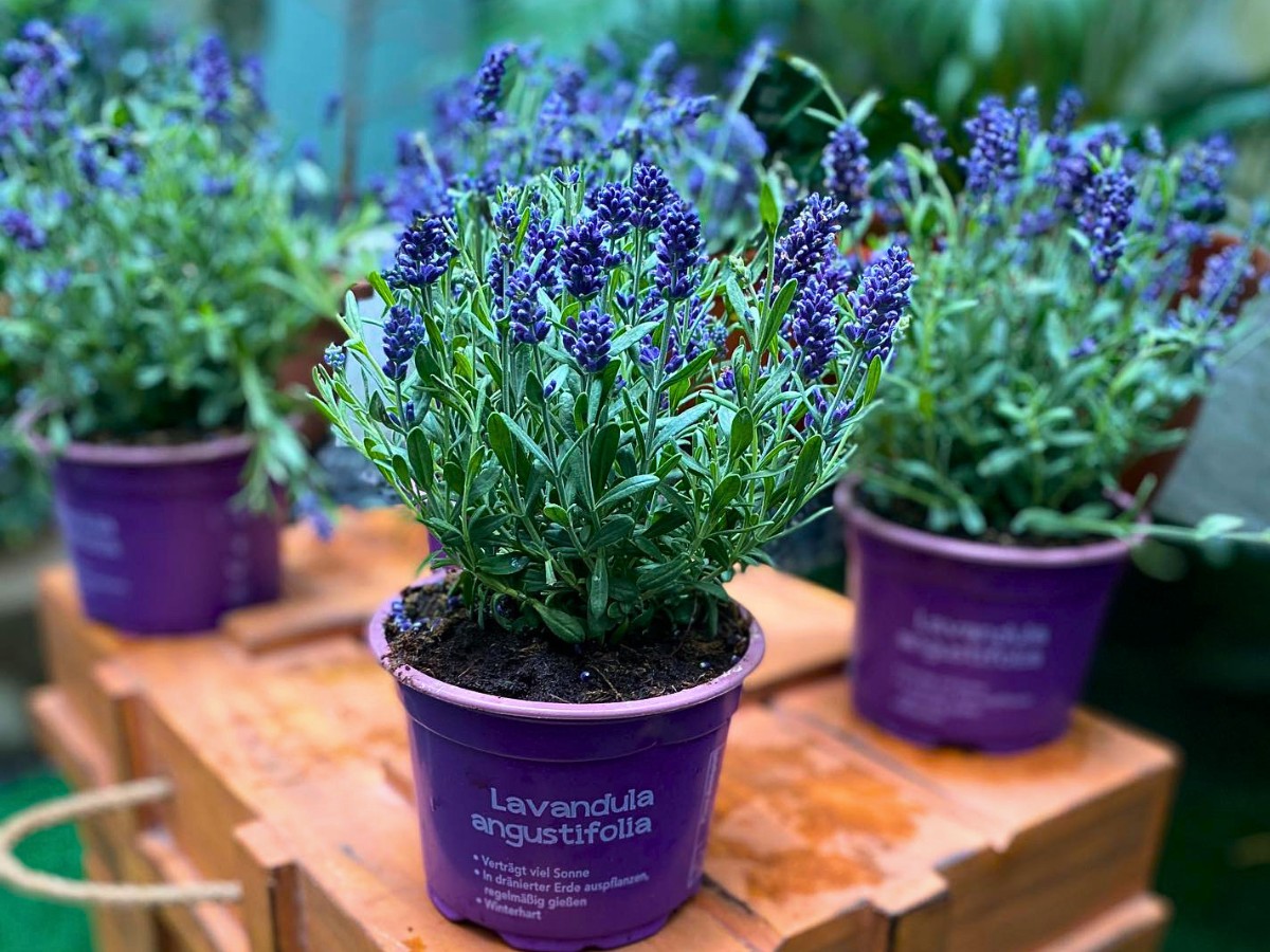 Eight Fragrant Indoor plants: Lavender, also called Lavendula angustifolia