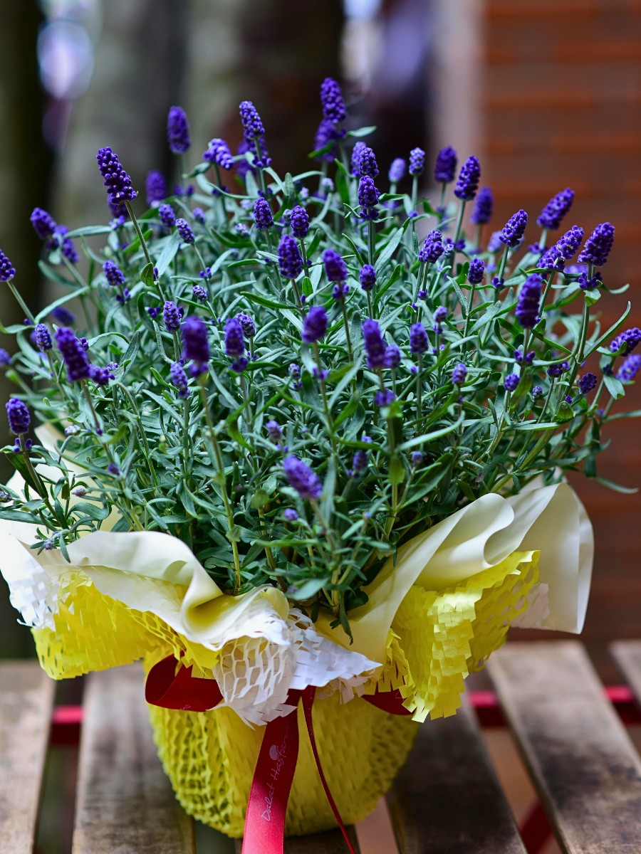 Fragrant Indoor Houseplants That&rsquo;ll Make Your House Smell Lovely