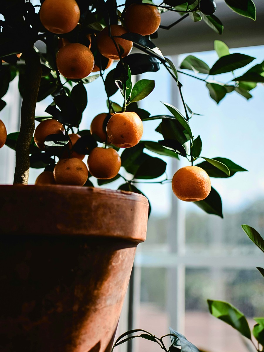 8 Fragrant Indoor Houseplants That&rsquo;ll Make Your House Smell Lovely