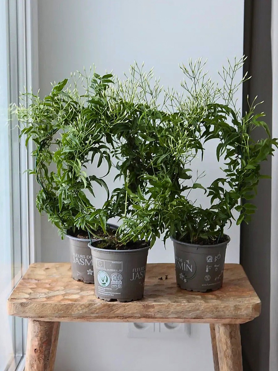 Fragrant indoor plants that smell good.