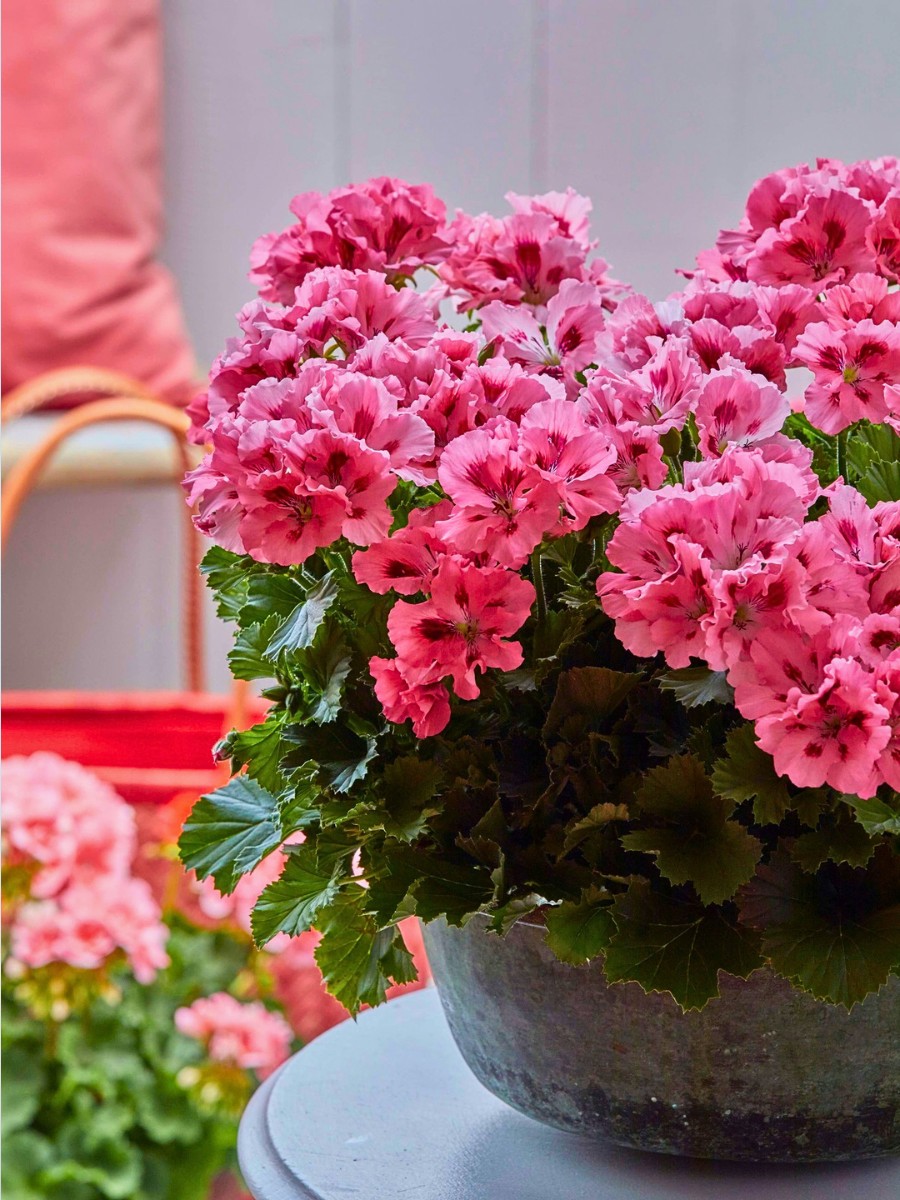 indoor plants that smell good