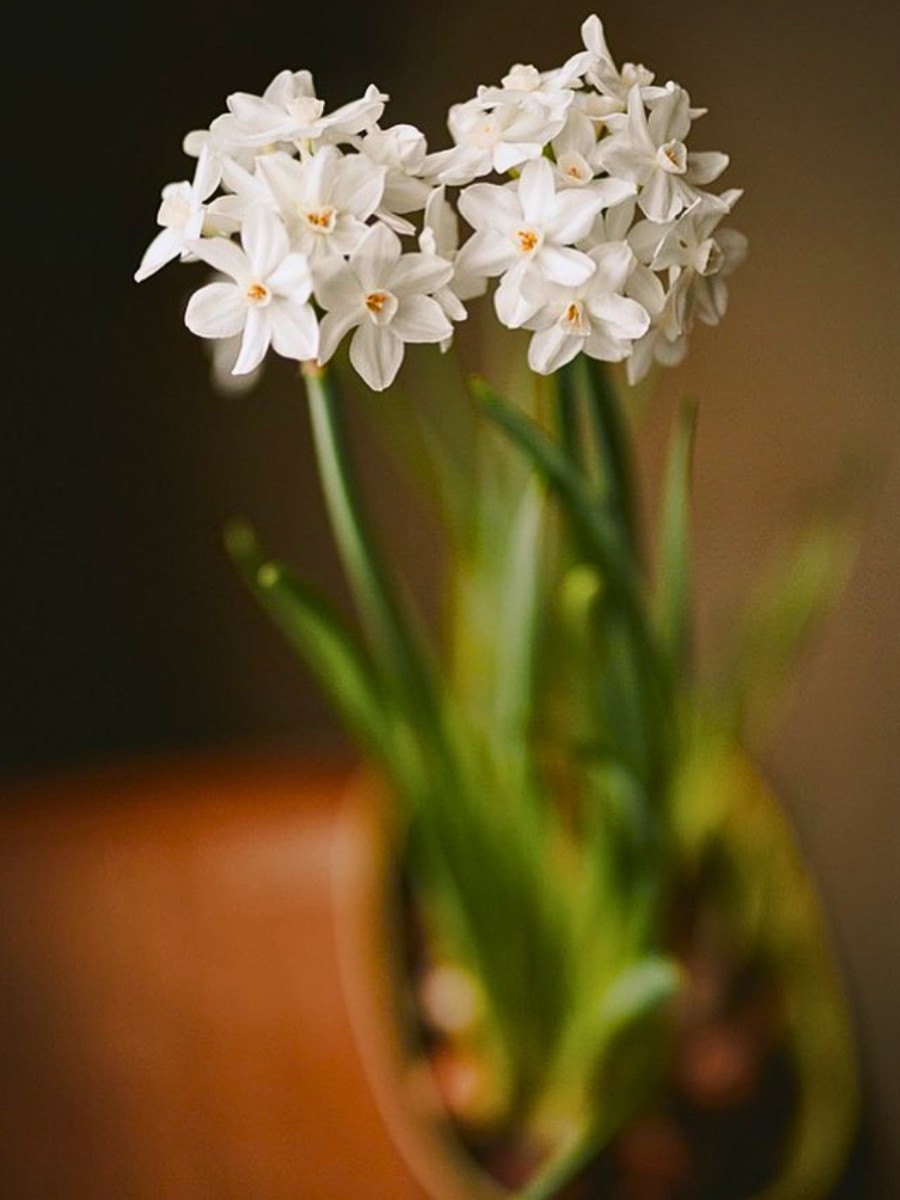 Paperwhite fragrant houseplants for interior decor on Thursd