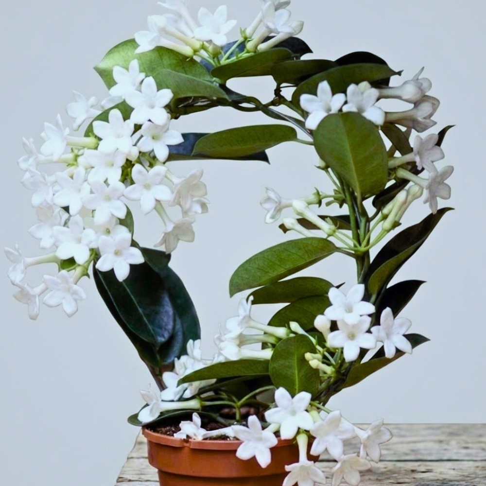 pleasant to smell fragrant houseplants
