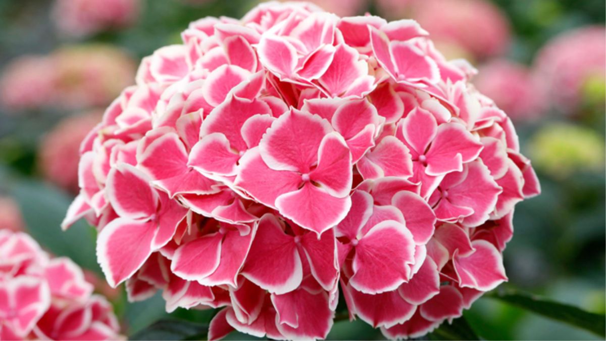 Hortensia by Zeestraten Hortensia (1)