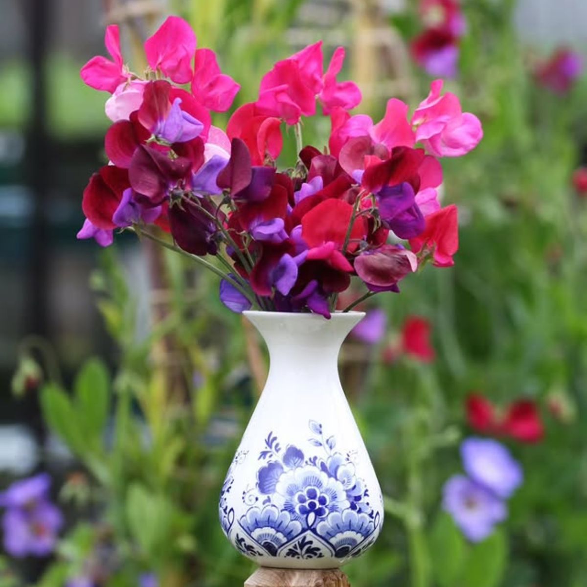 Lathyrus by vierseizoenenblij