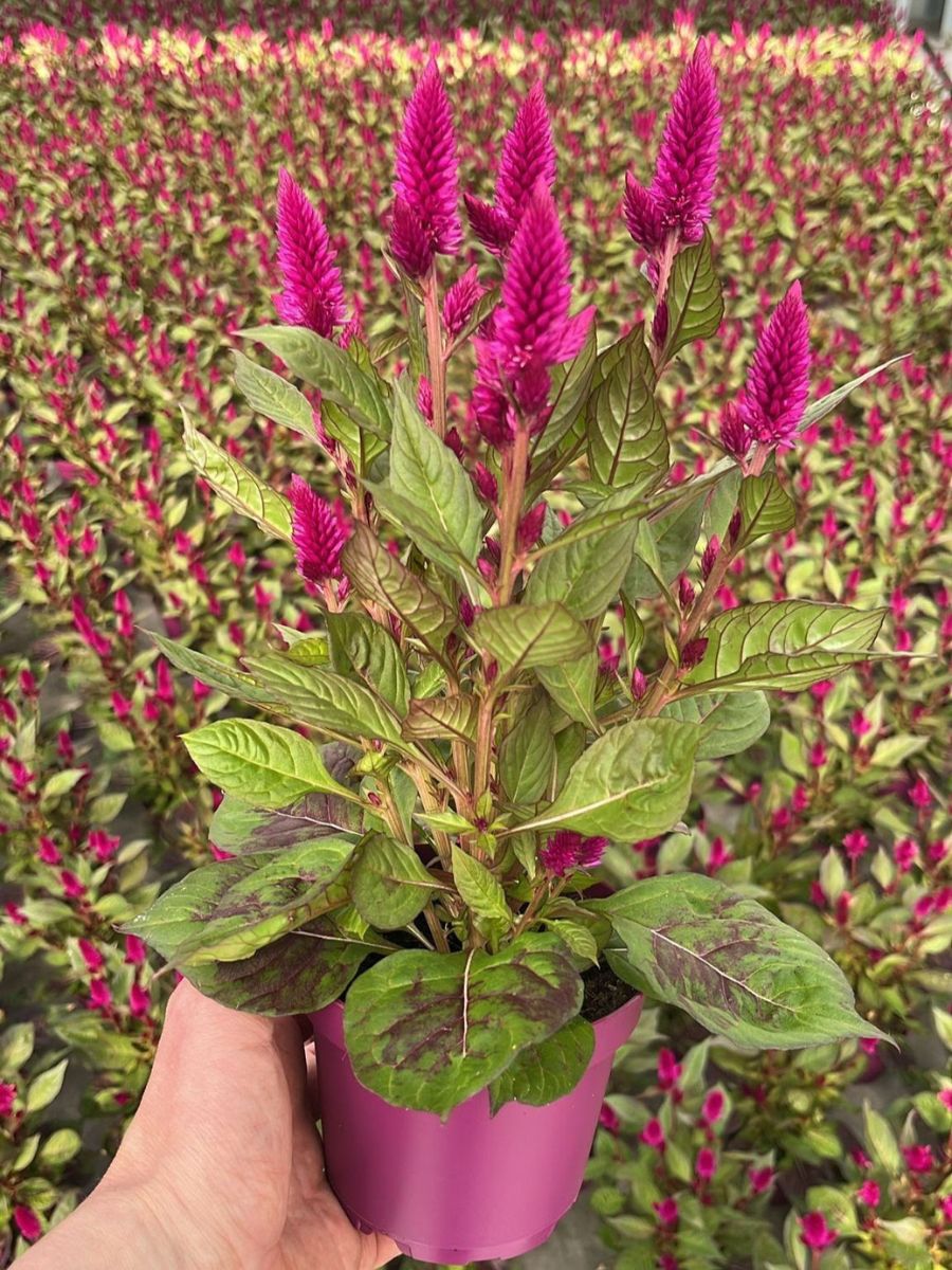 Celosia Deep Purple+++ in Decorum by Ammerlaan Sosef