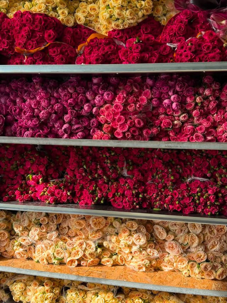 Roses by voornsprayroses