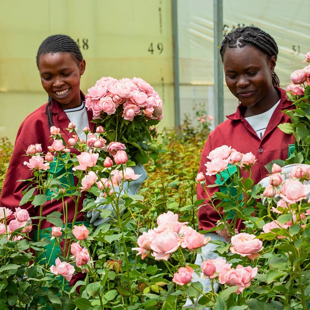 The Women Behind Kenya&rsquo;s Flowers: On Mother&rsquo;s Day, Here&rsquo;s How the Kenya Flower Council (KFC) Has Championed Gender Equity in Kenyan Floriculture.