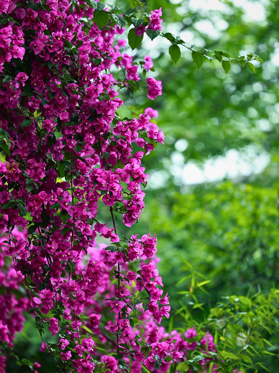 Flowering Vines to Add to Your Garden