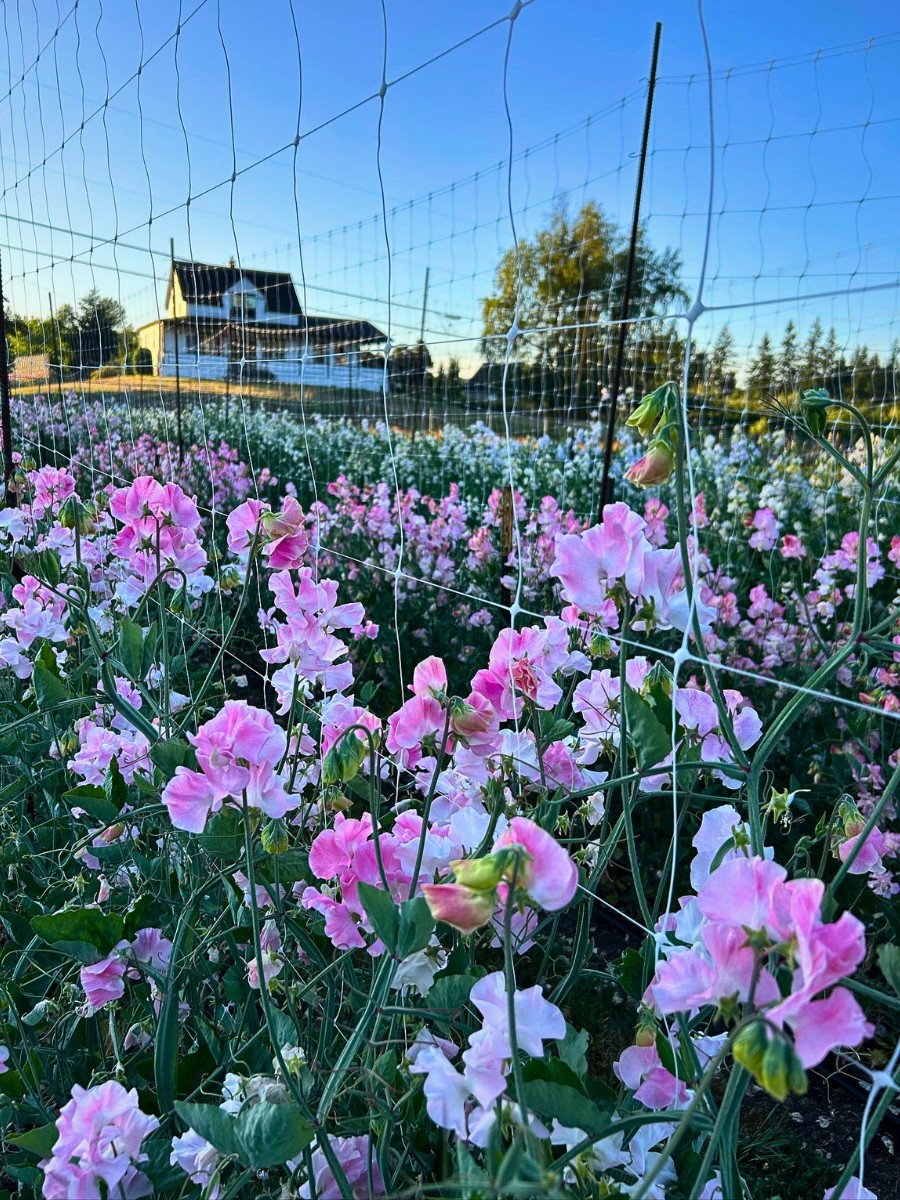 Flowering Vines to Add to Your Garden