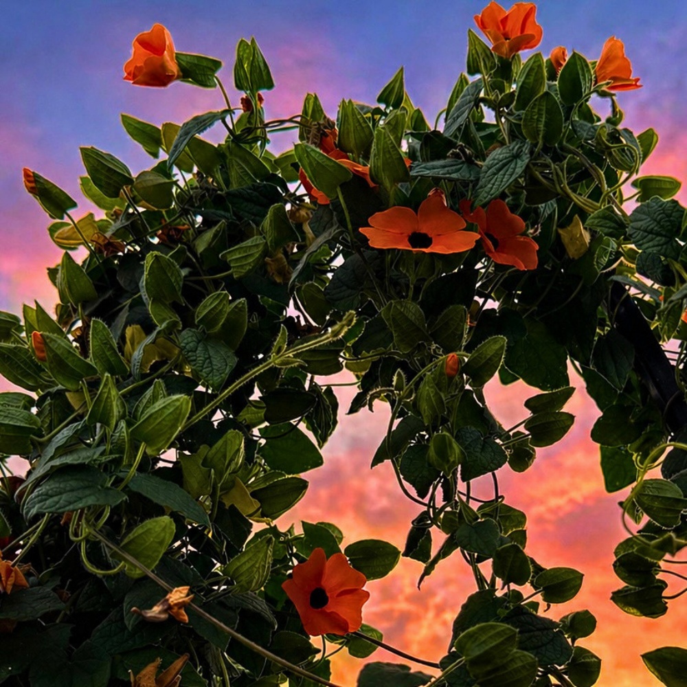 Flowering Vines to Add to Your Garden
