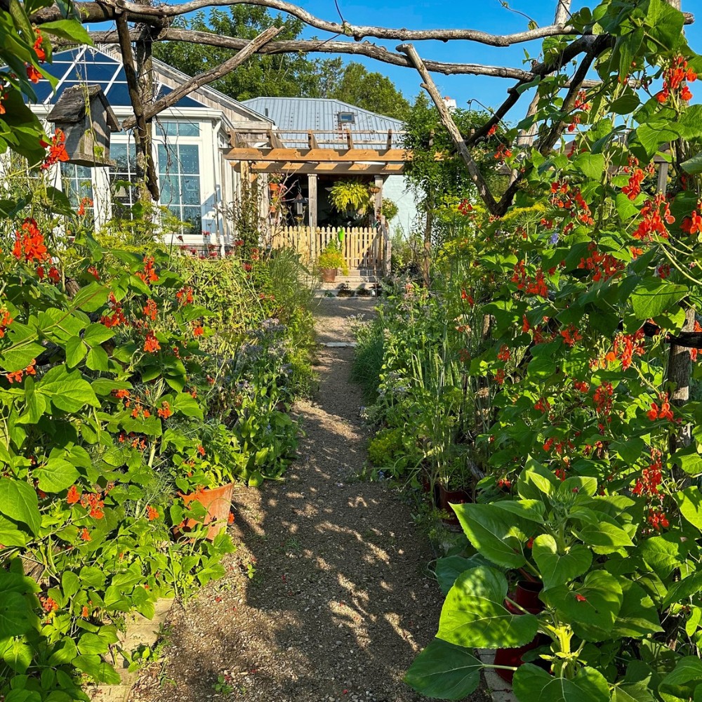 Flowering Vines to Add to Your Garden