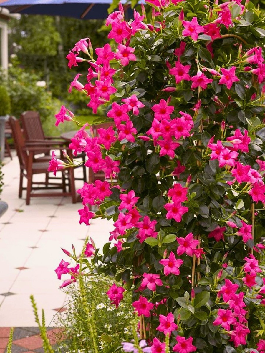 Flowering Vines to Add to Your Garden