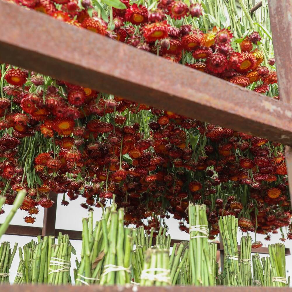 Helichrysum Flower from farm