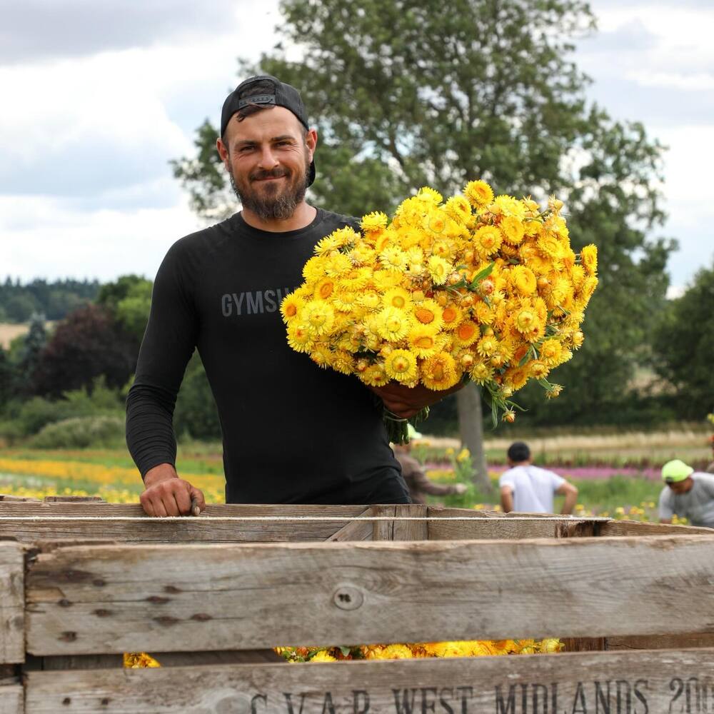 Men holding yellow Helichrysum