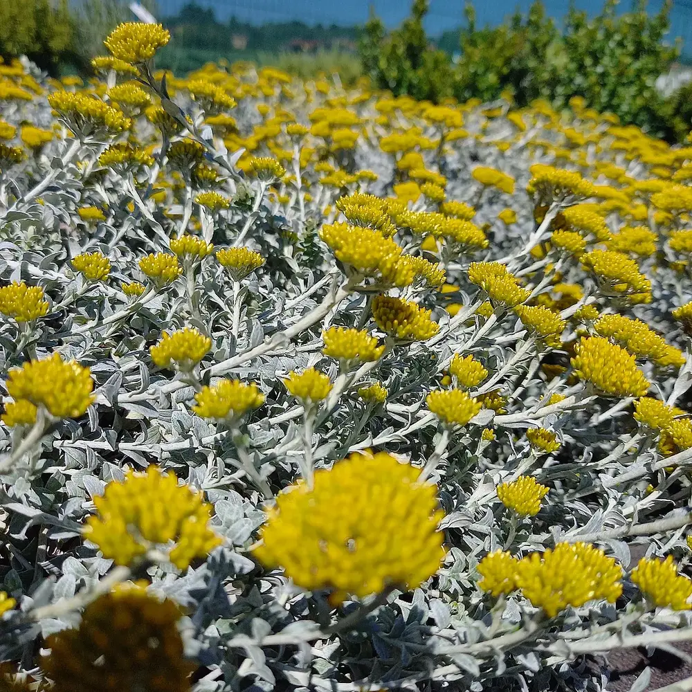 Helichrysum cymosum farm image