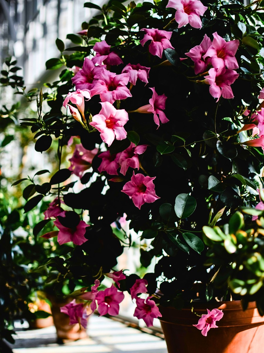 15 Flowering Vines That Will Look Good Added to Your Garden
