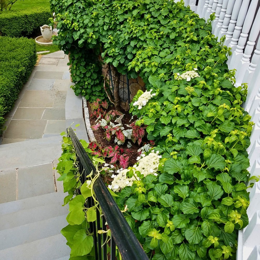 The Perfect 15 Flowering Vines to Add to Your Garden
