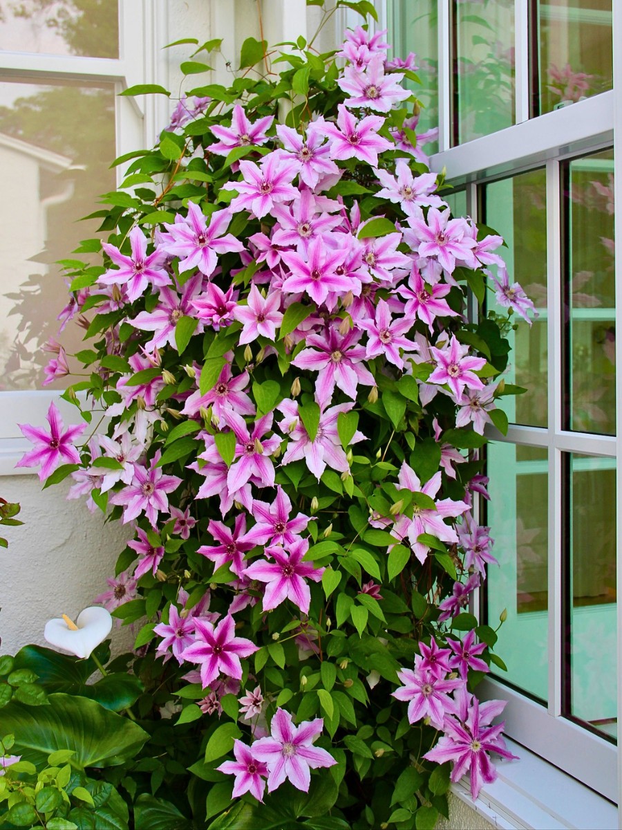 Perfect 15 Flowering Vines to Add to Your Garden
