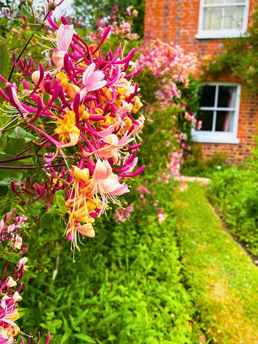 Flowering Vines That Will Look Good Added to Your Garden