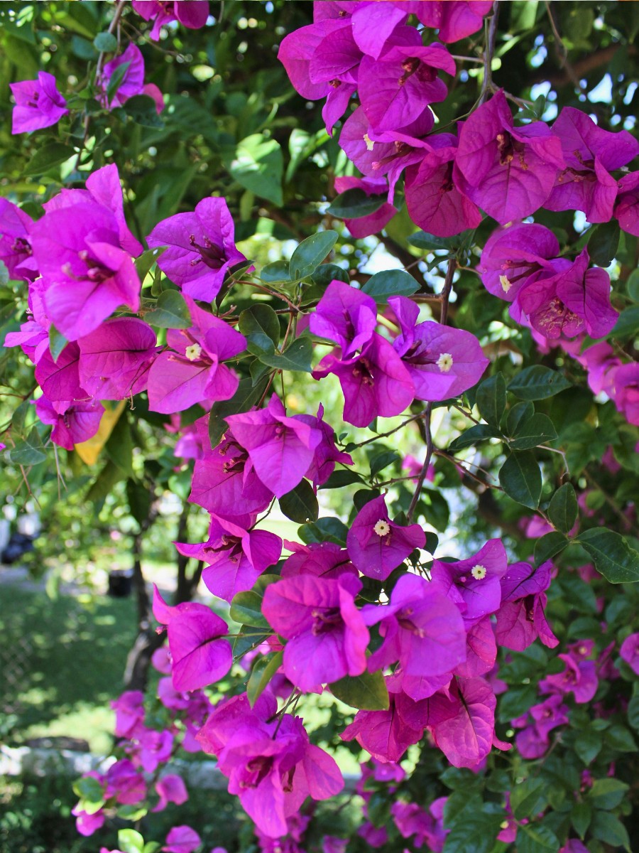 The Perfect 15 Flowering Vines to Add to Your Garden
