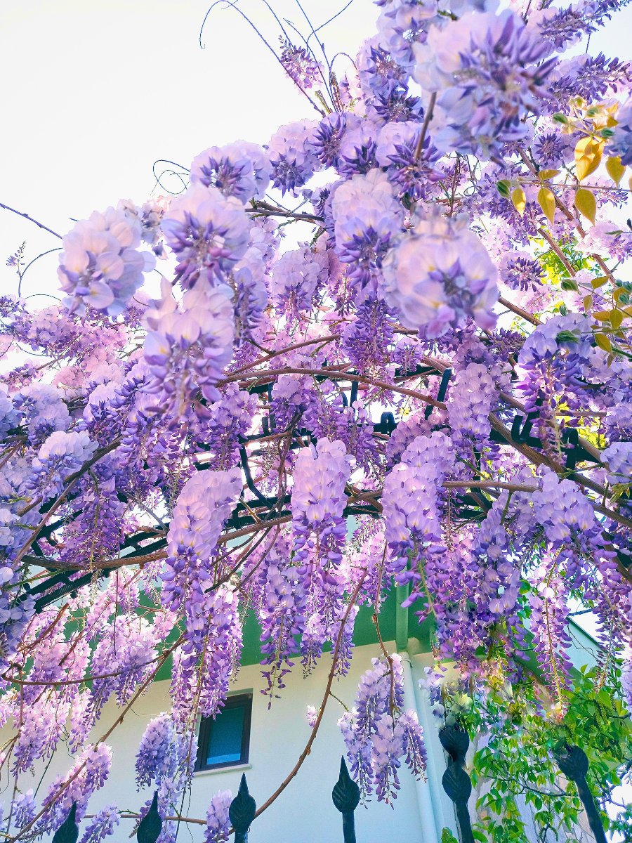 The Perfect 15 Flowering Vines to Add to Your Garden