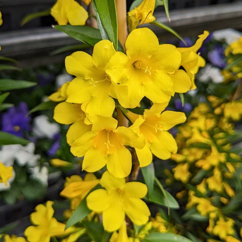 Flowering Vines That Will Look Good Added to Your Garden