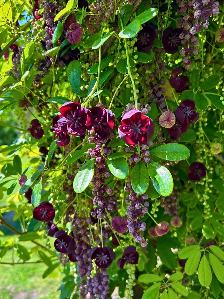 Flowering Vines That Will Look Good Added to Your Garden