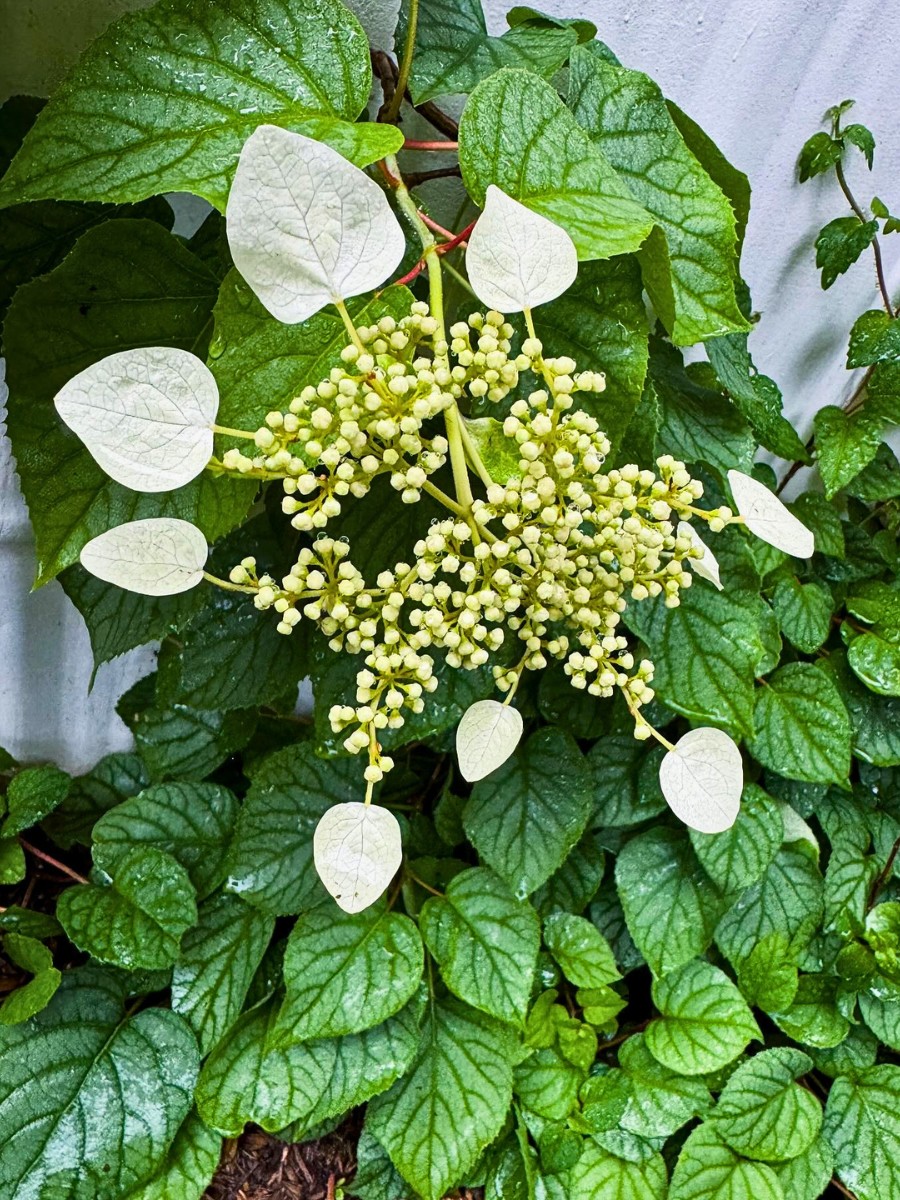 The Perfect 15 Flowering Vines to Add to Your Garden