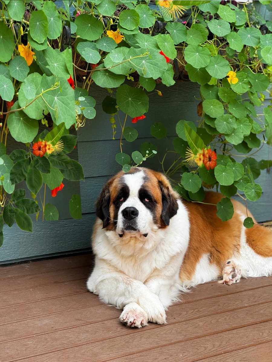 Flowering Vines That Will Look Great Added to Your Garden