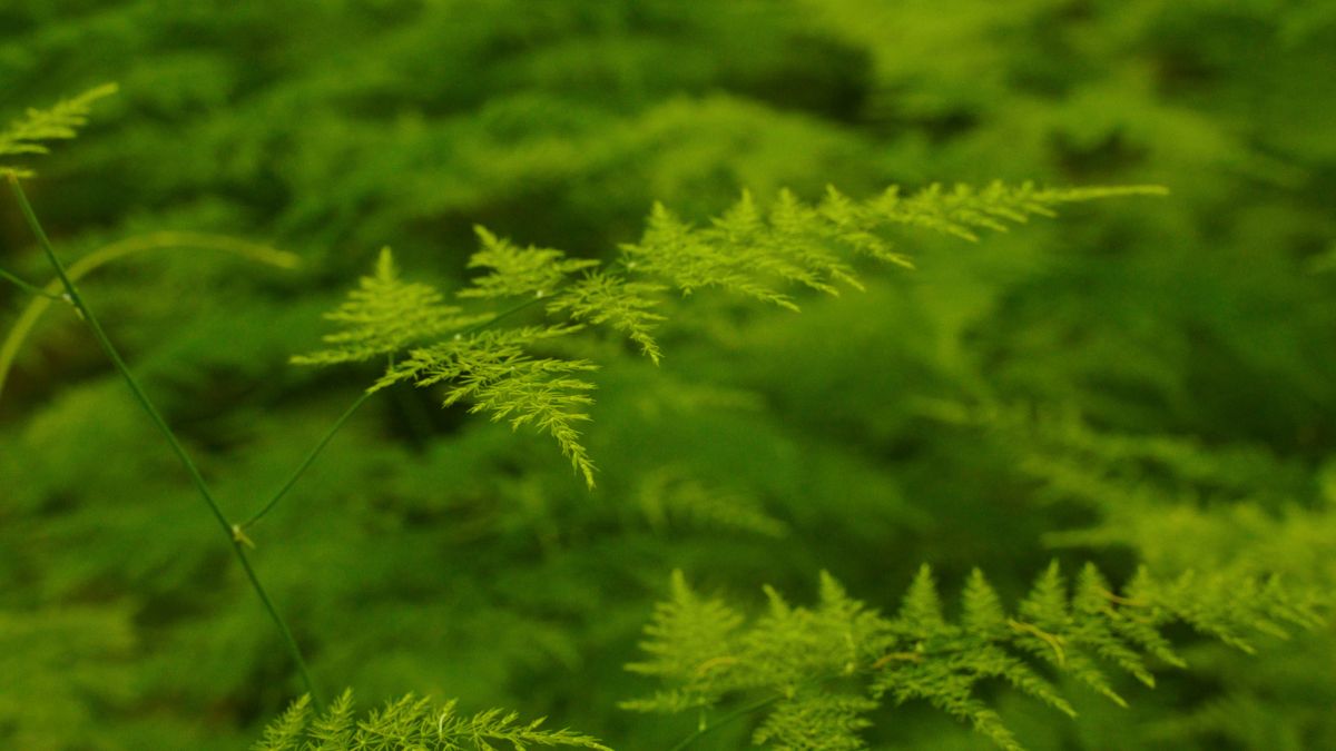 Decorum Van der Valk Groenesier Asparagus