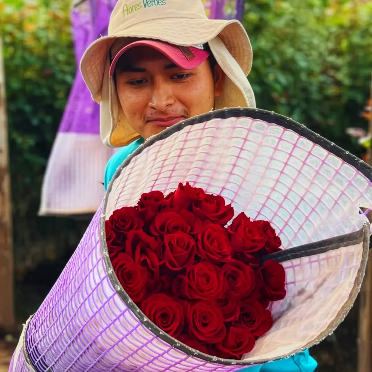 Flower Genetics: The Invisible Engine Behind the Ecuadorian Rose