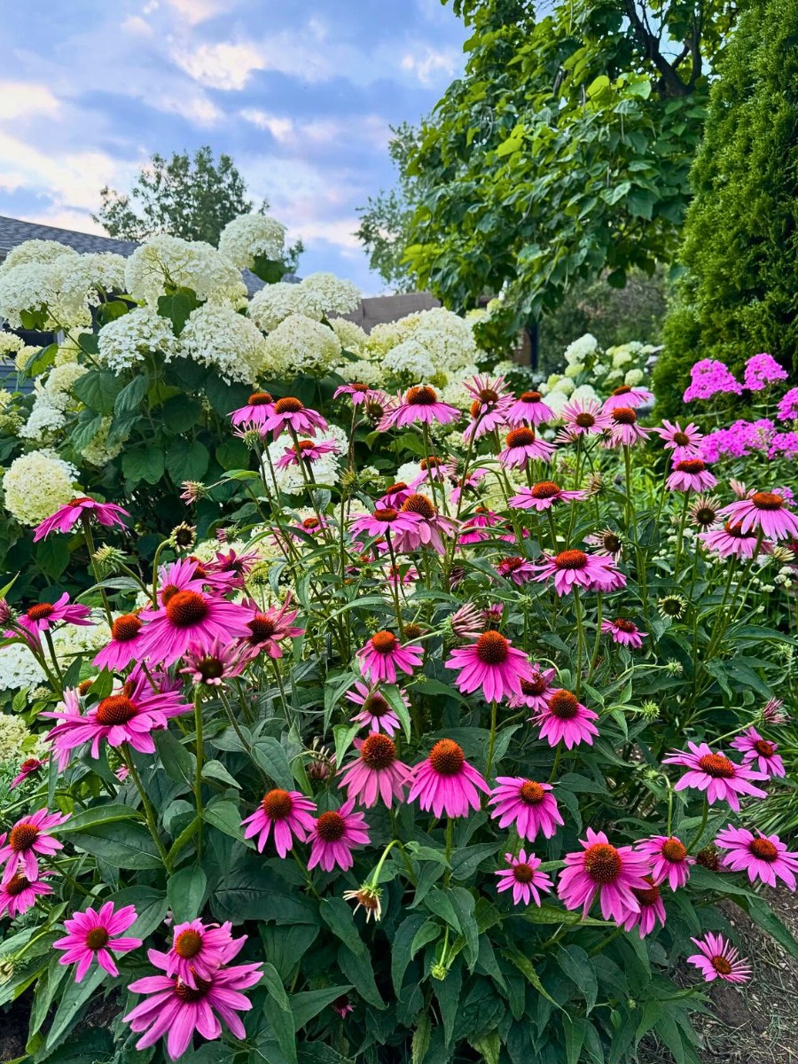 Which Flowers Create a Wild Garden Look?
