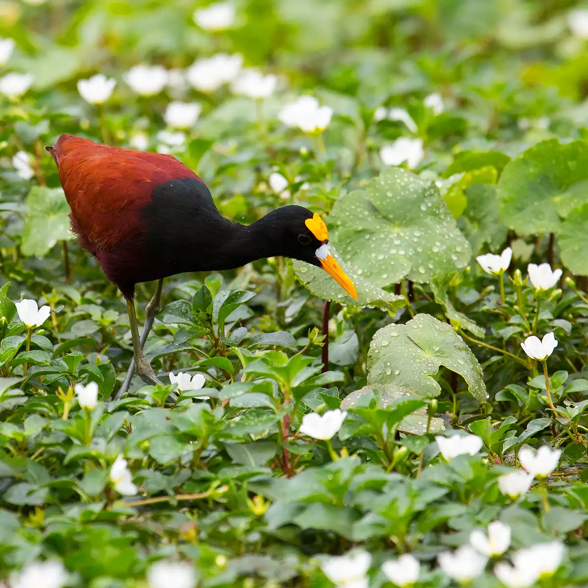 Linking Biodiversity Conservation With Floriculture Sustainability