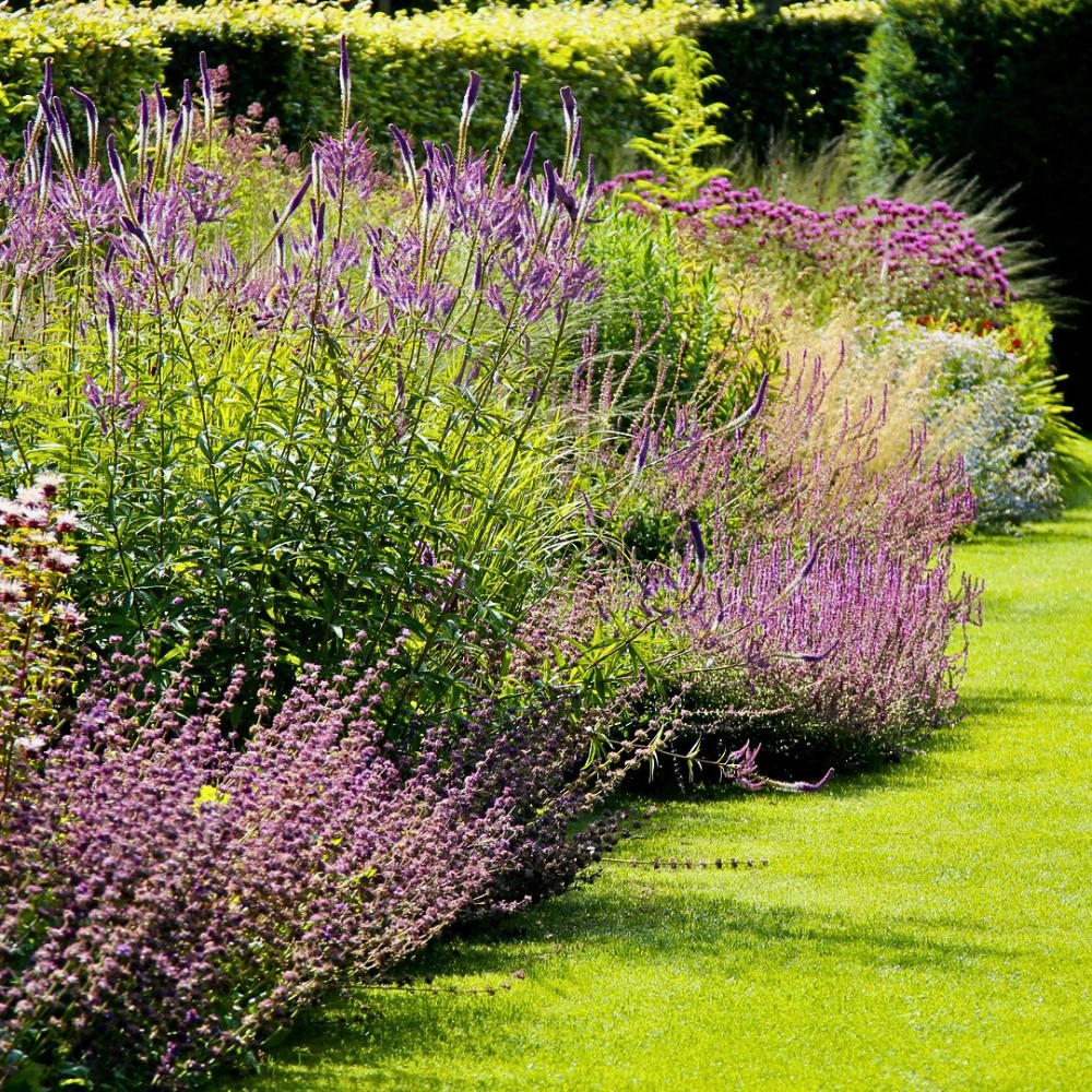 Which Flowers Give a Garden a Wild Look and Beautiful Soul?