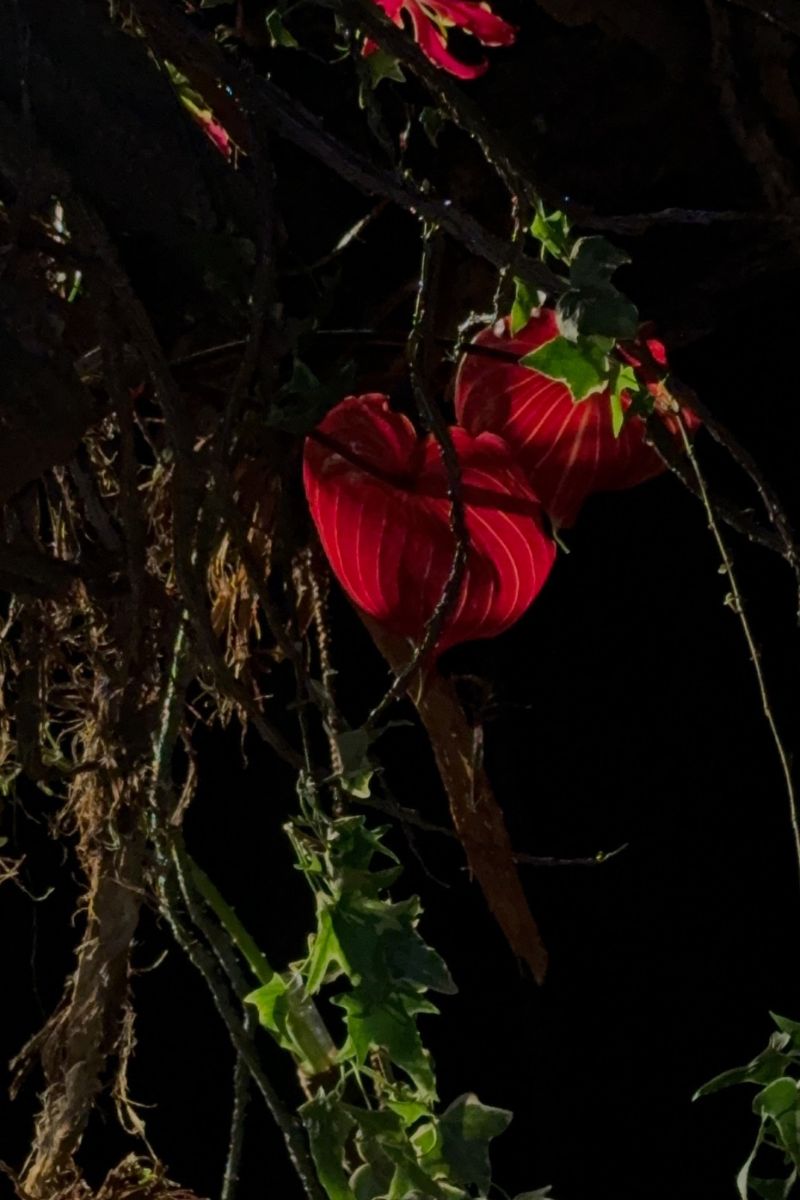 Anthuriums for Broken, the Installation at Floralien Ghent by Andrei Bindea and his Team