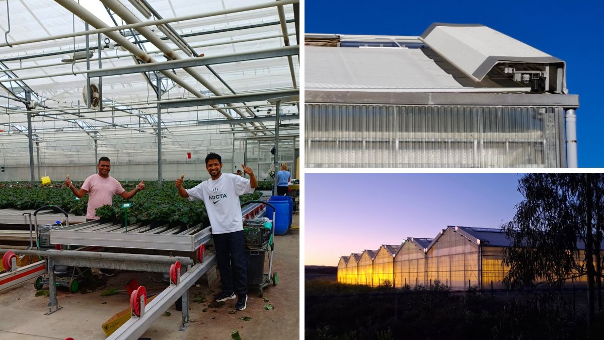 Greenhouse from Koppe Begonia in Portugal