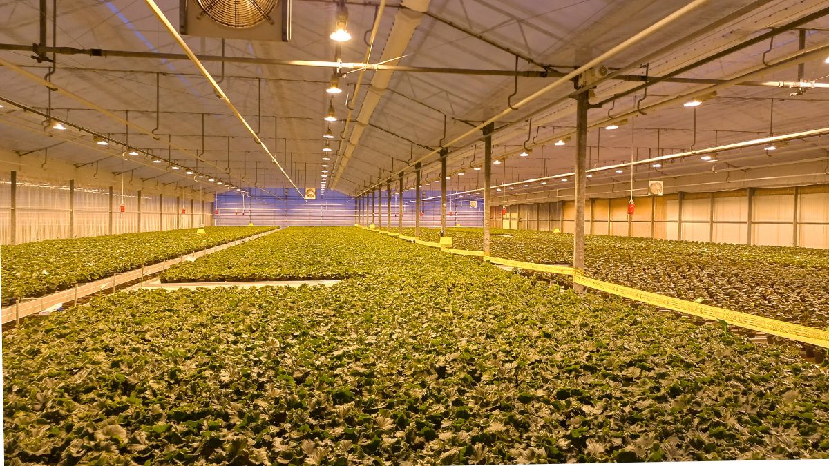 Long days by assimilation lights in greenhouse Koppe Begonia Portugal