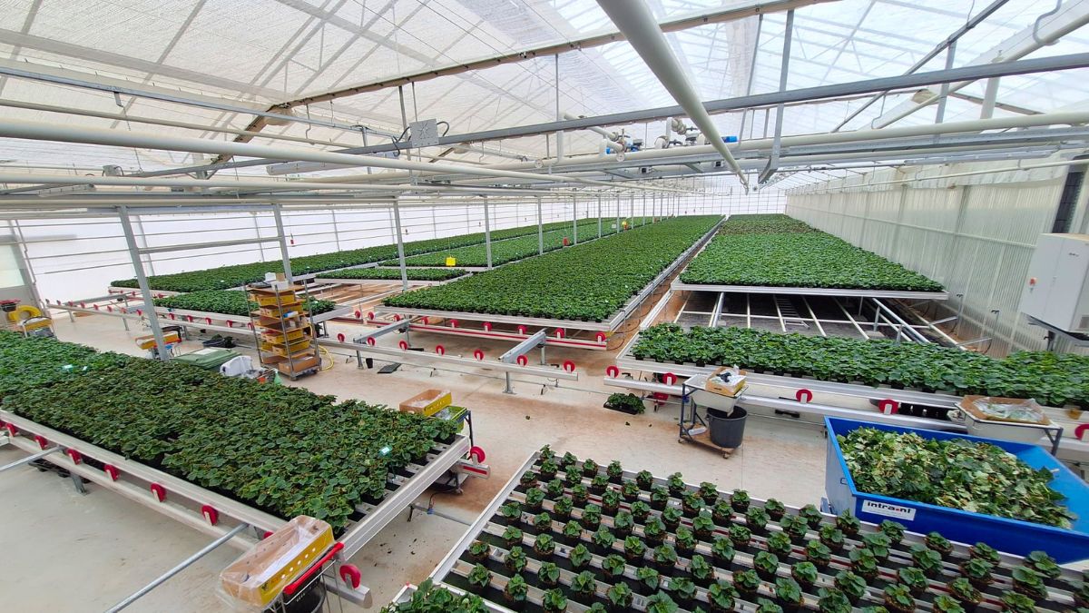 Greenhouse overview Koppe Begonia Portugal
