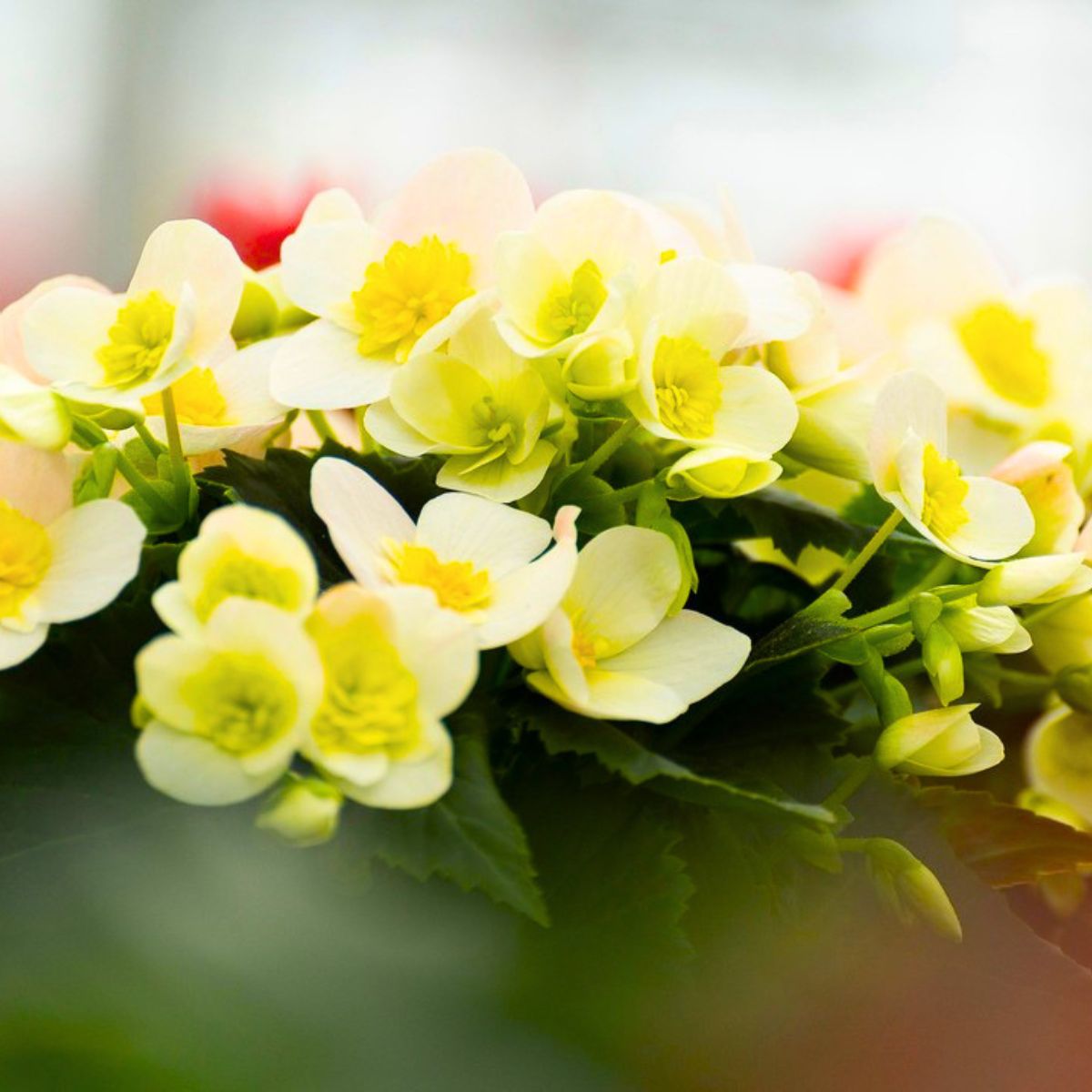 Begonia Belove Yellow by Koppe Begonia