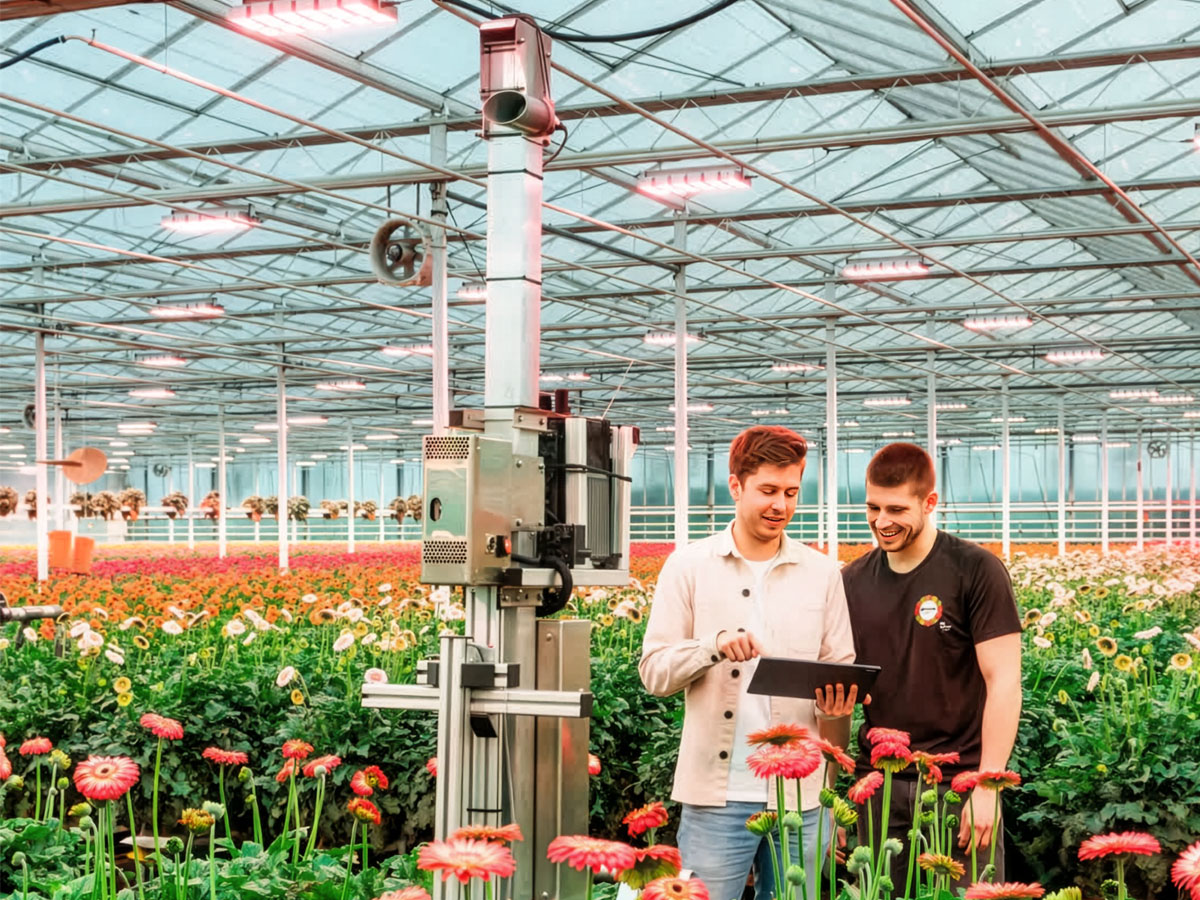ViewNetic at Gerbera United