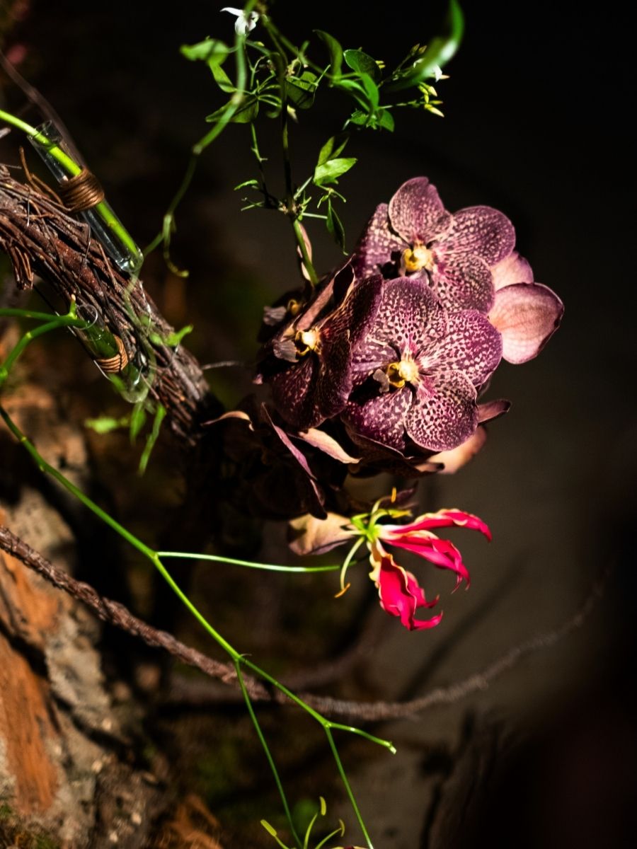 Vanda Orchids for Floralien Ghent in the Romanian Design by Andrei Bindea