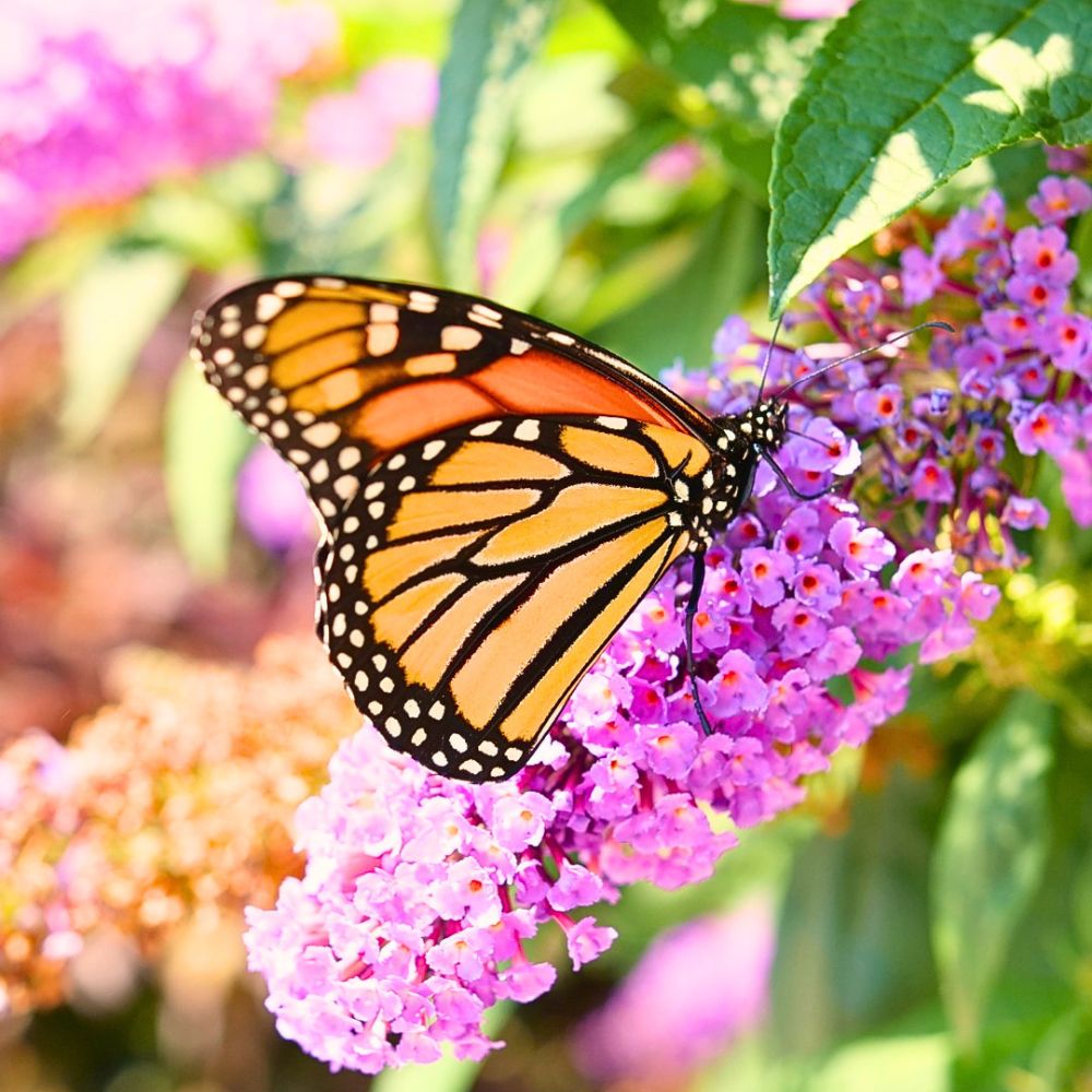 Flowers attract bees and butterflies