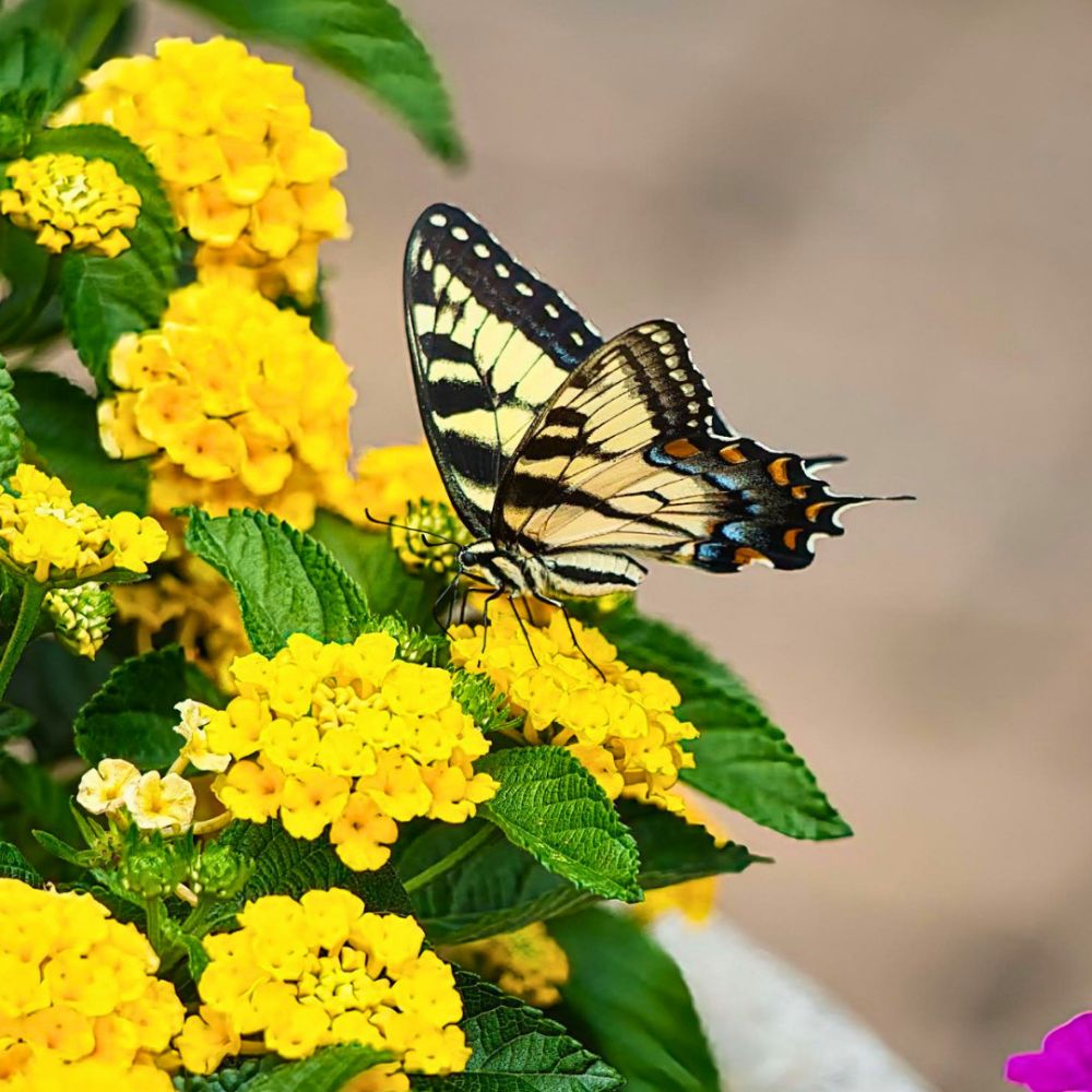 Flowers attract bees and butterflies