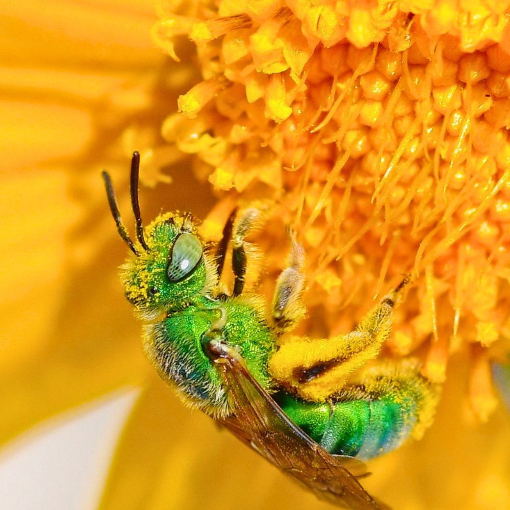 Flowers attract bees and butterflies