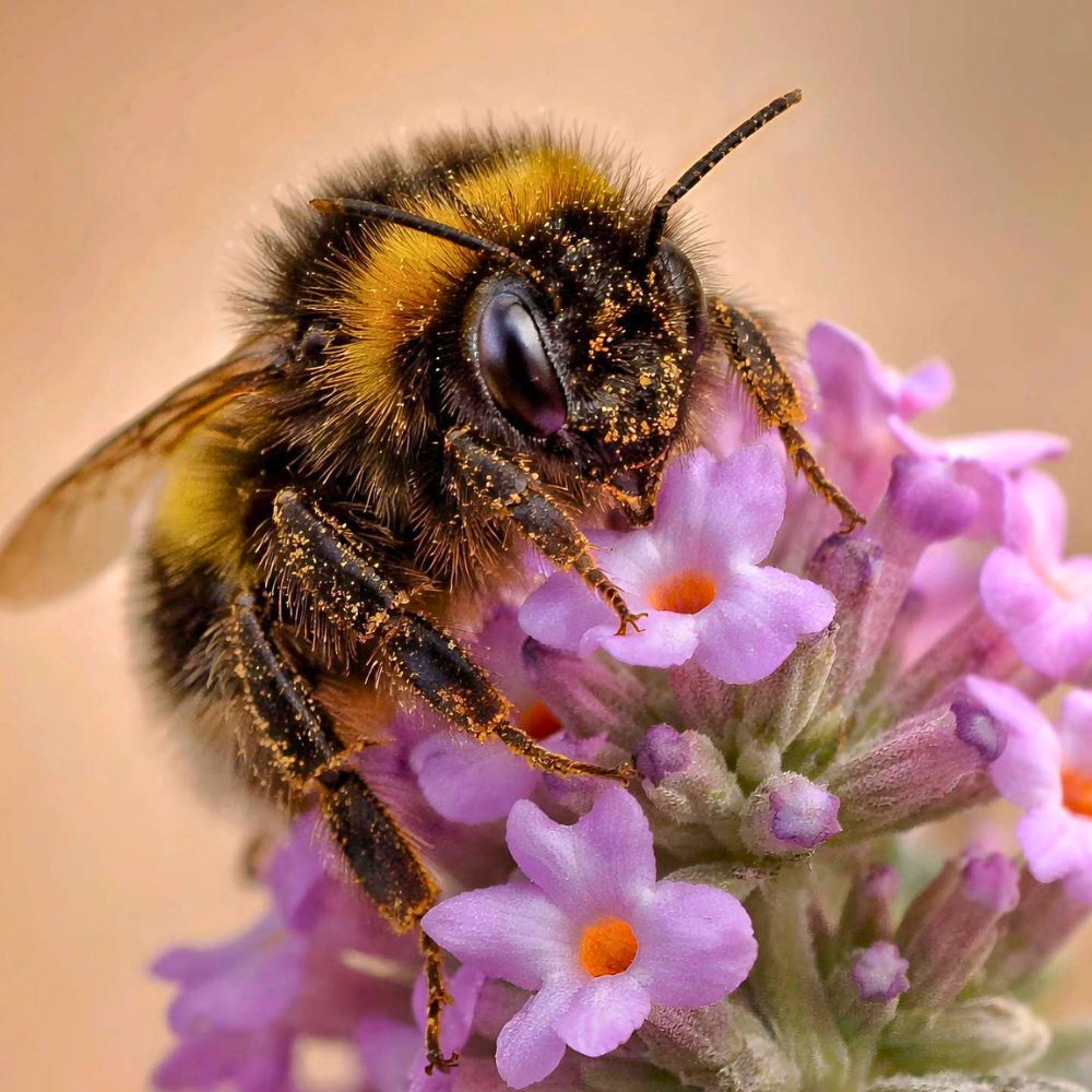 Flowers attract bees and butterflies