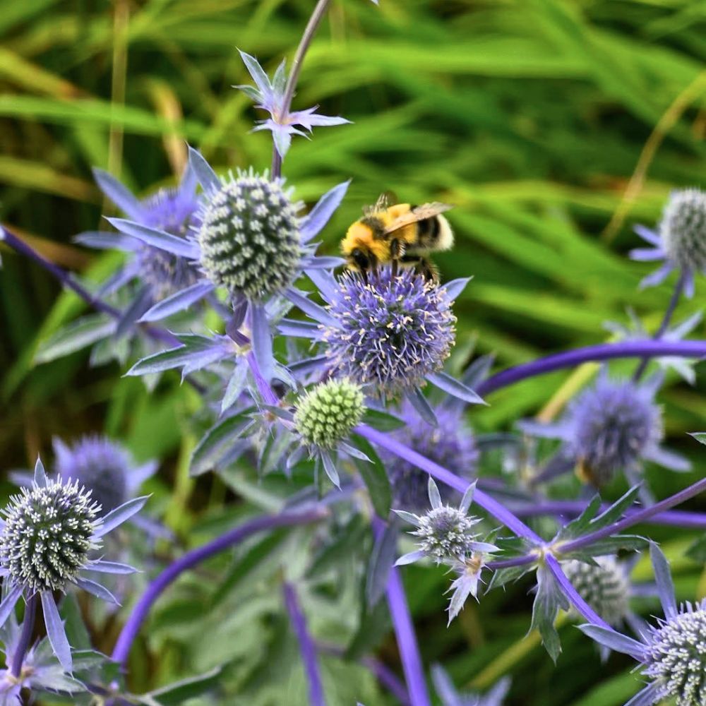 Flowers attract bees and butterflies