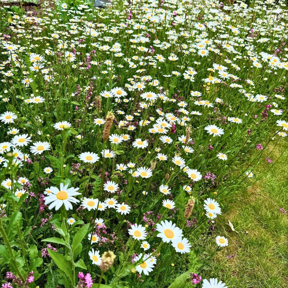 Flowers attract bees and butterflies